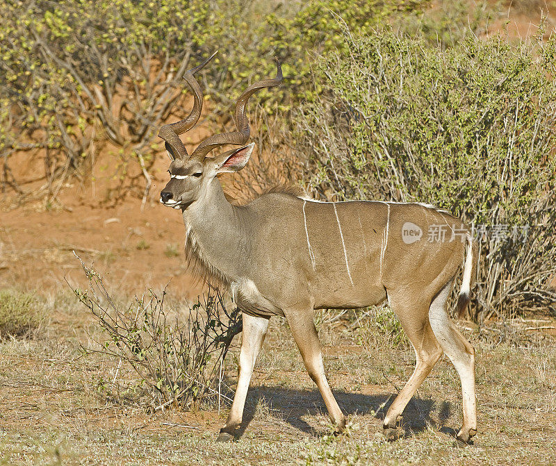 大羚羊(Tragelaphus strepsiceros)是一种林地羚羊，分布在非洲东部和南部。肯尼亚桑布鲁国家保护区。男性。